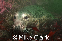 Grey Seal, kissing dome port.
Farne Islans,
England by Mike Clark 
